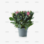 Tradescantia zebrina