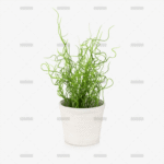 Nephrolepis exaltata